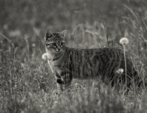 grayscale image of a cat standing on a grass field thumbnail